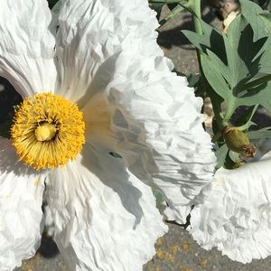 Meet your Posher, Louisa